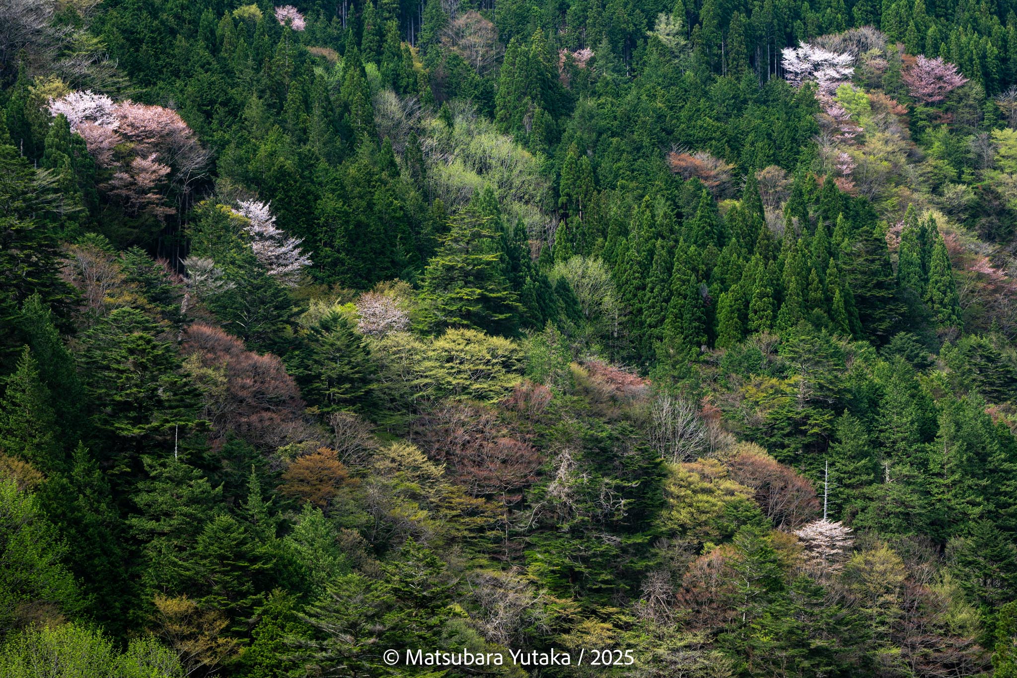 250426新緑を迎えた岐阜県の山々
